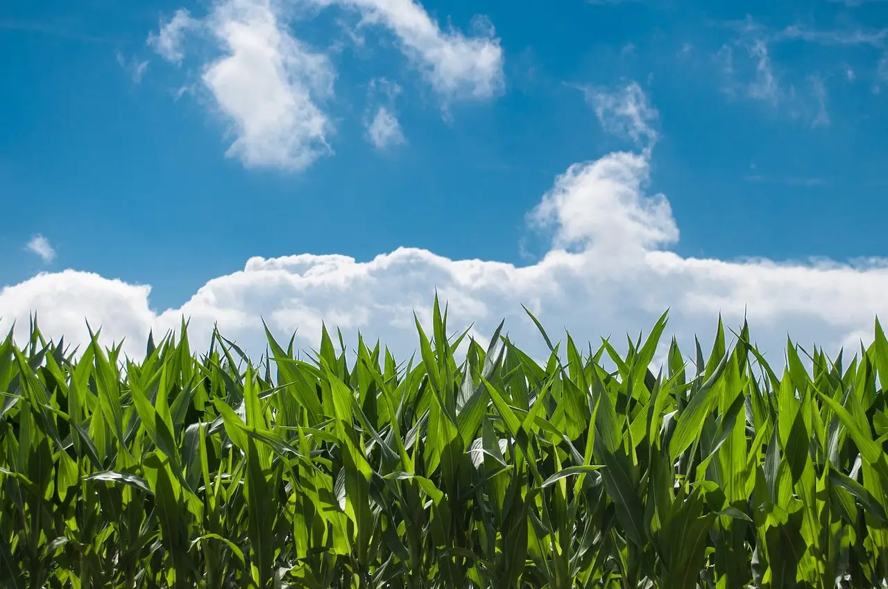 USDA Crop Progress Report October 13, 2026: Corn, Soybean, Cotton Harvest Updates - News and Statistics - IndexBox