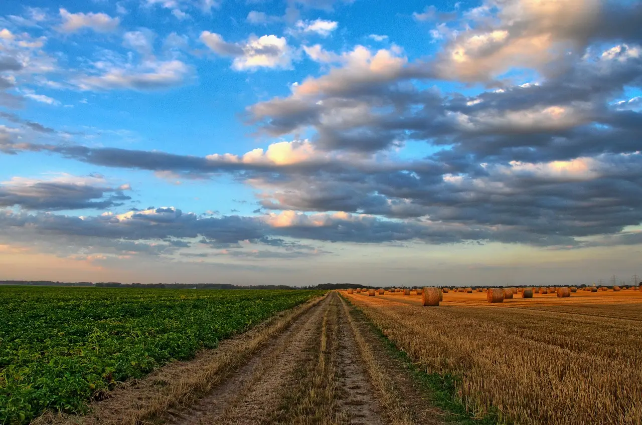 Sugarbeet-strewn road underscores harvest safety