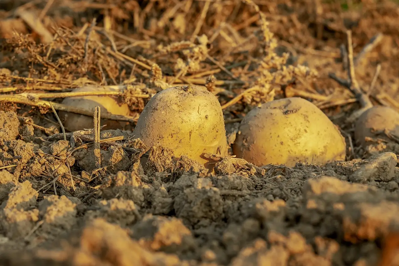 Farming for soil health - Teagasc | Agriculture and Food Development Authority