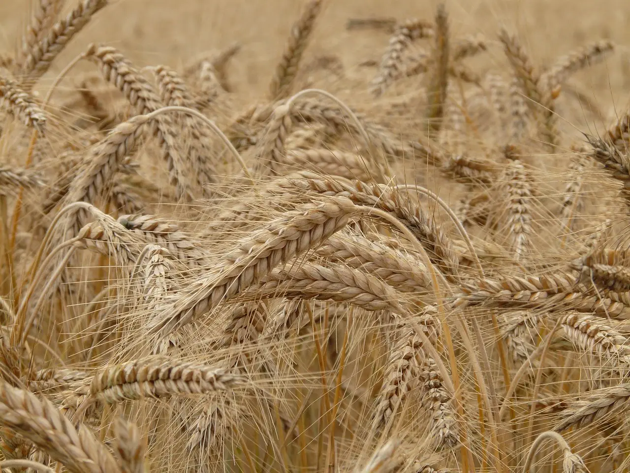 How to protect your crop from a drought fire - Farm Progress