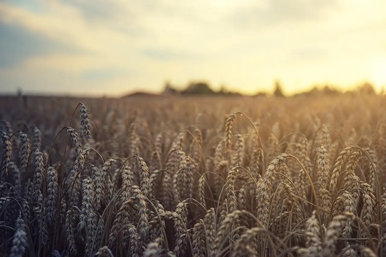 Kansas Wheat Harvest: Day 2 - JC Post