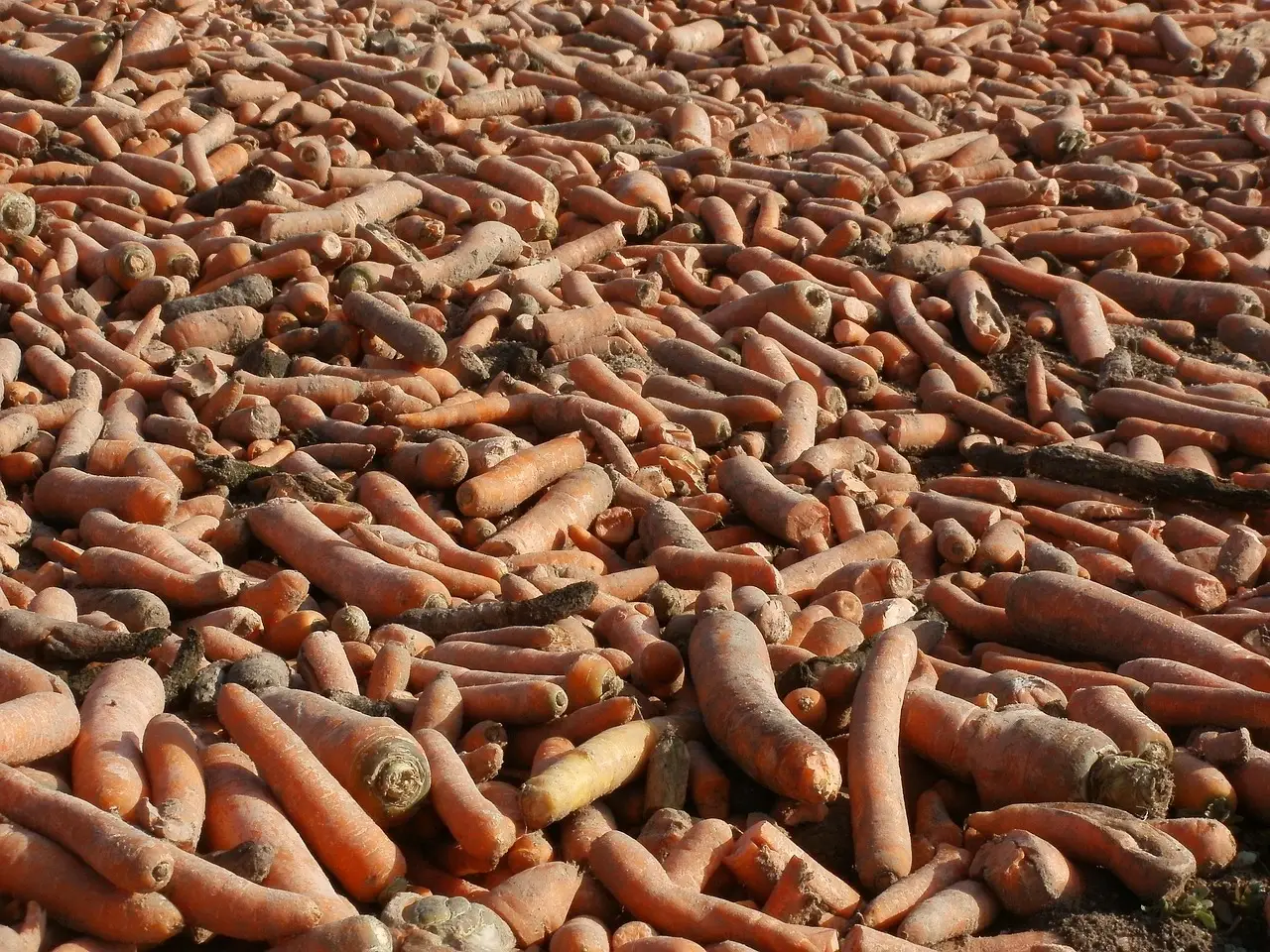 Investments in irrigation key for resilient carrot growers