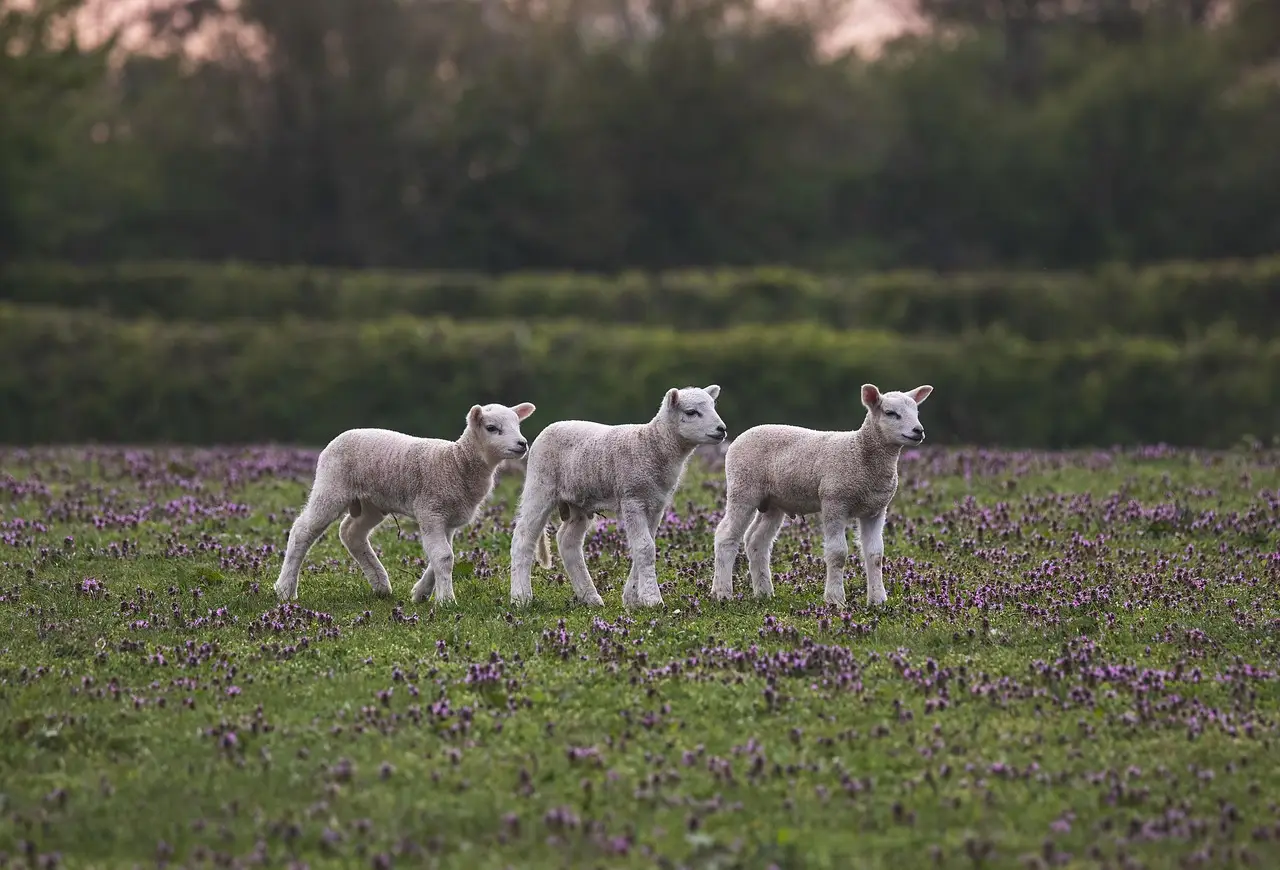 Knackeries halt fallen sheep and horse collections amid DAFM dispute