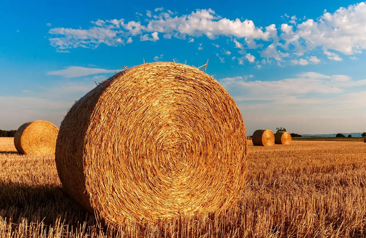 What are the best strategies for feeding late cut silage?