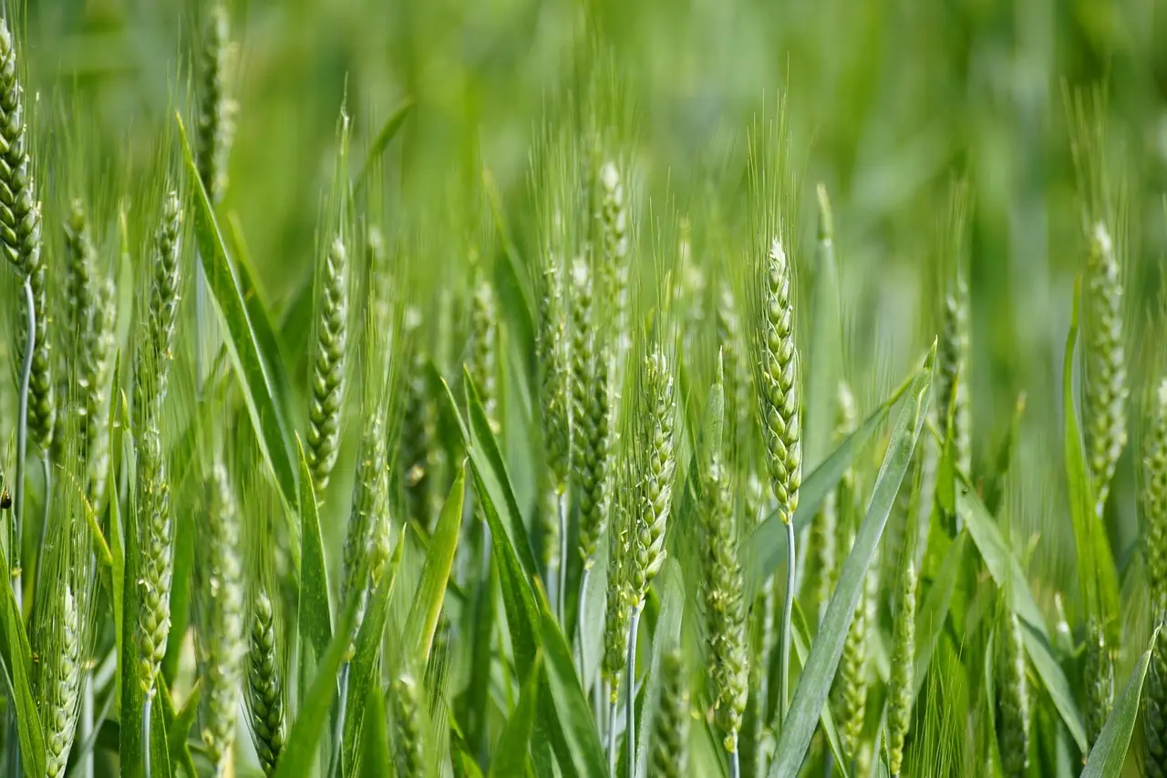 Kansas farmers hit hard by weather extremes and growing costs, wheat crop could be worst since 1972 - Yale Climate Conne
