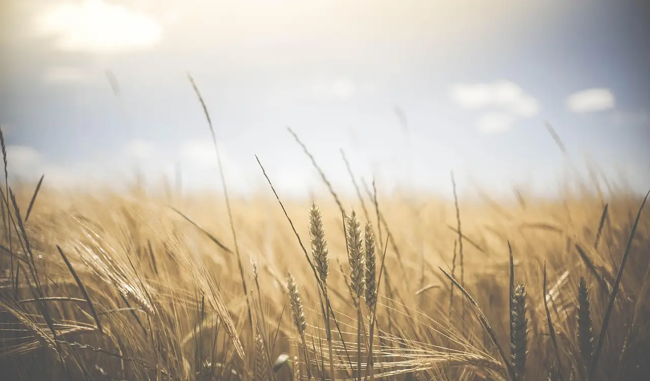 2026 harvest: Cereals yields remain below historic levels - Farmers Guide